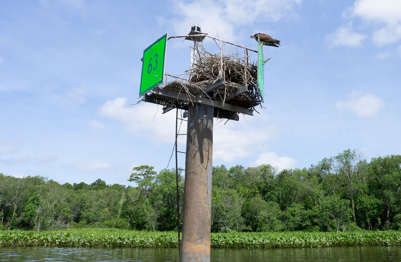 Osprey on the Nanticoke River